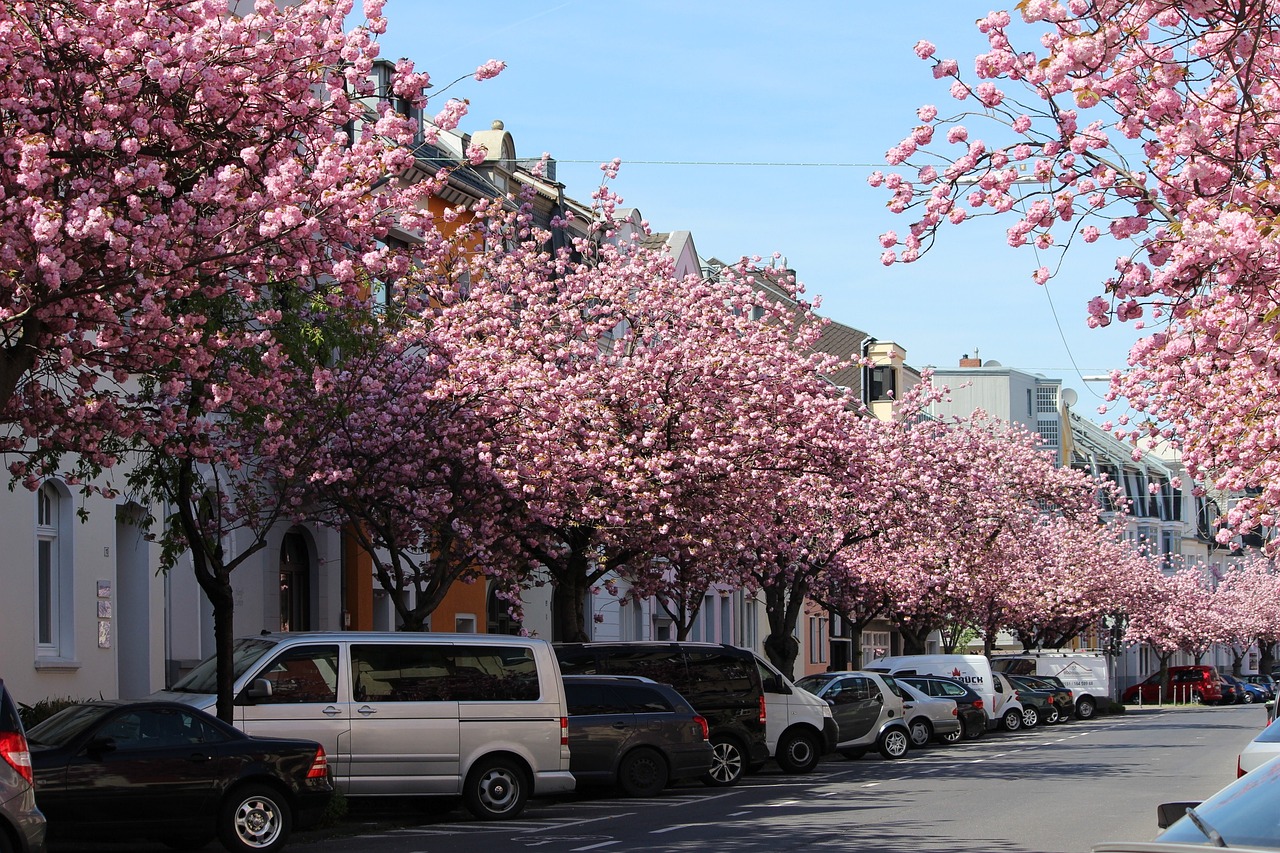 Kirschblüte in Bonn